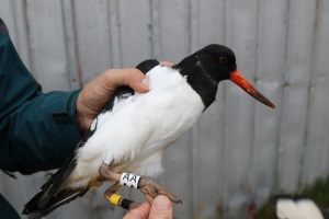 Oystercatchers are also being ringed with two letter engraved rings, along with two colour-rings: Photo Tómas Gunnarsson