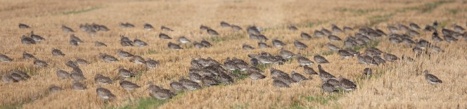 On autumn high tides, flocks of Curlew roost on east coast stubble fields (© Graham Catley)