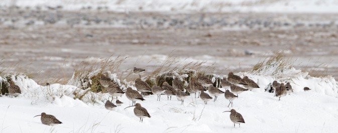 Curlew mortality is higher in severe winters (© Graham Catley)
