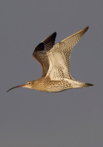 Curlews fly vast distances to spend the winter on the estuaries of Britain & Ireland (© Graham Catley)