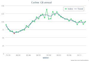 Graph shows the changing Curlew population in Great Britain (Wetland Bird Survey)
