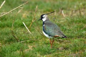 In open grassland, Lapwings can keep an eye out for approaching predators: Richard Chandler