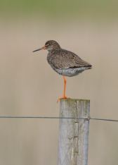 Redshank also benefit for management designed to support Lapwings and probably appreciate the shared look-out duties Photo: Richard Chandler