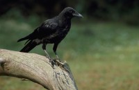 Carrion crow Andy Hay rspb-images