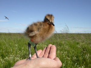 Most of the godwit chicks were ringed by groups of volunteers led by Pete Potts and Ruth Croger (Photo: Tómas Gunnarsson)