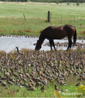 horse-and-flock