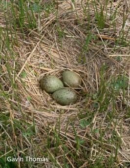 nest in short vegetation