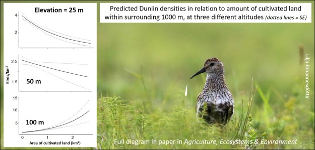 dunlin graphic