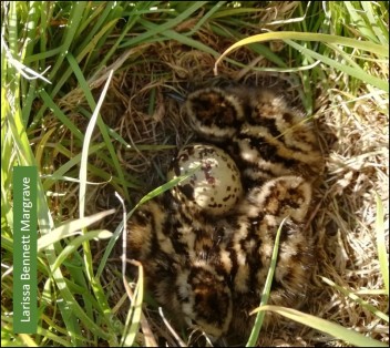 Hatching Redshank: nests are usually hidden in clumps of grass.
