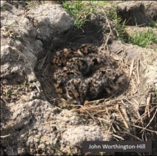 Lapwing chicks: this nest has been created in a rotovated area (see below)