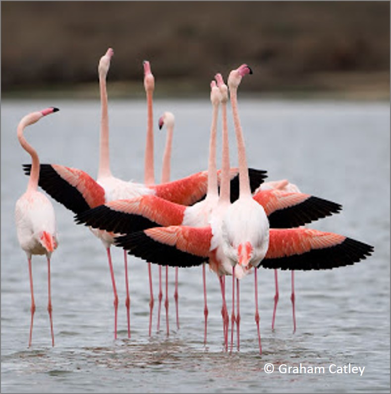 blog flamingo