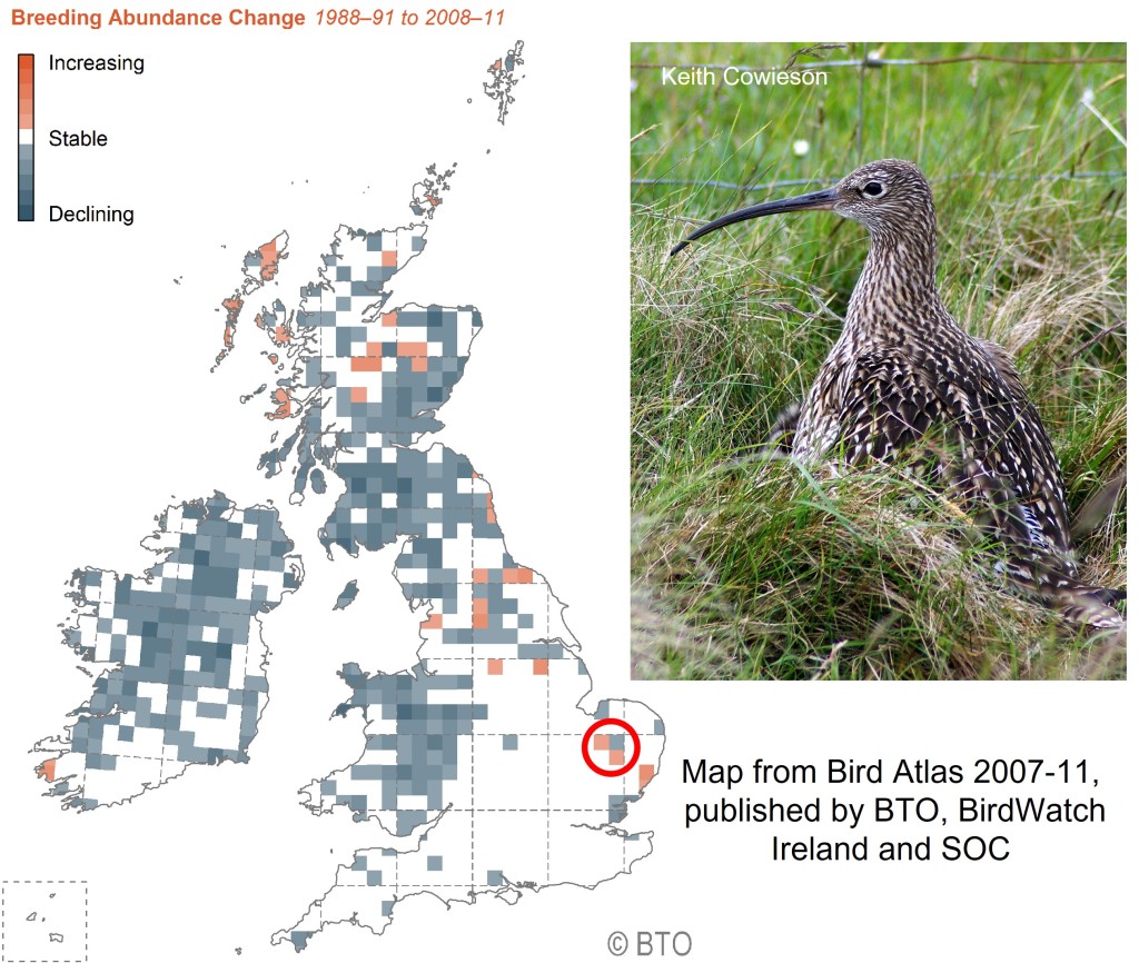 Golden Pheasant  BTO - British Trust for Ornithology